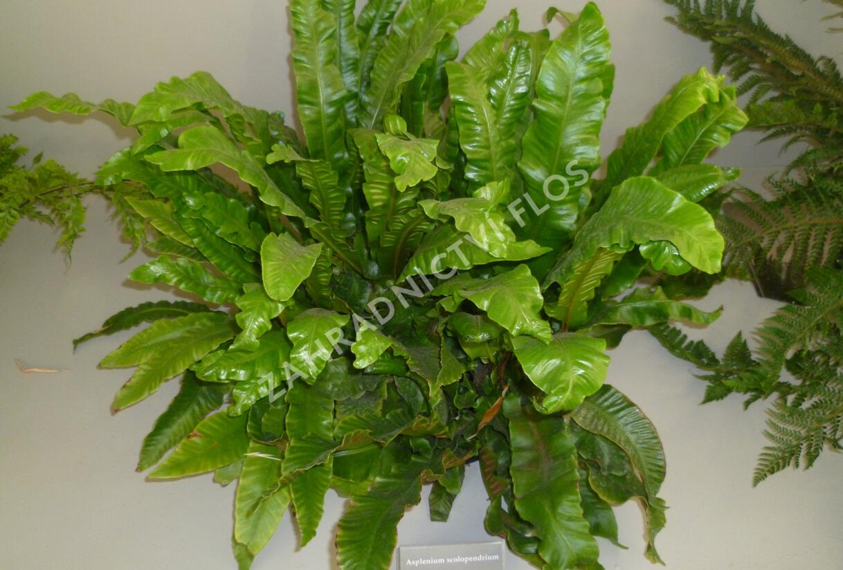 Jelení jazyk - Asplenium scolopendrium