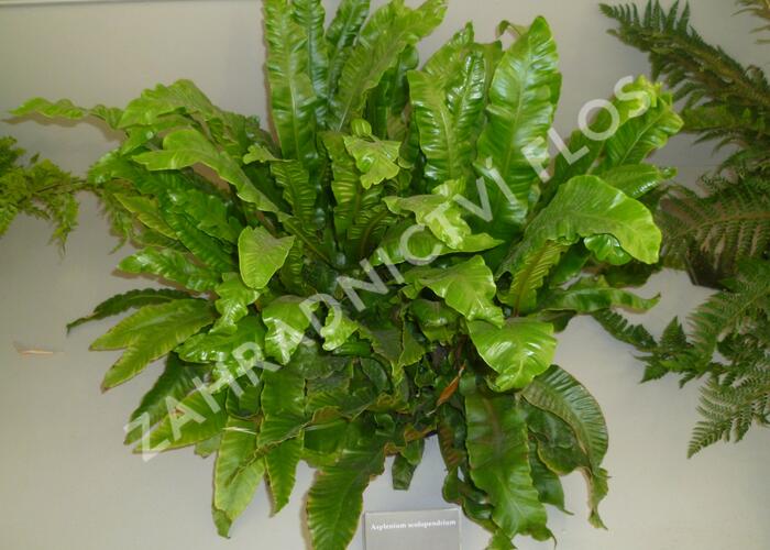 Jelení jazyk - Asplenium scolopendrium
