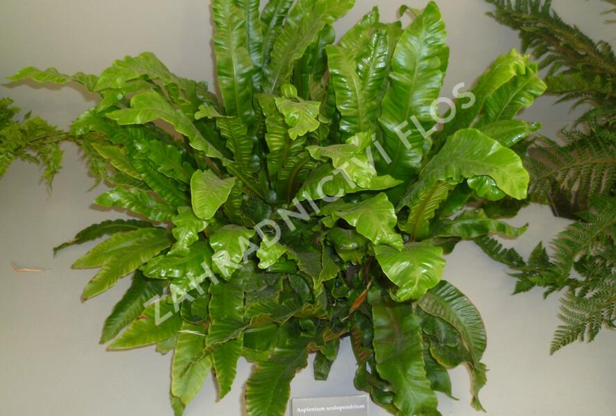 Jelení jazyk - Asplenium scolopendrium
