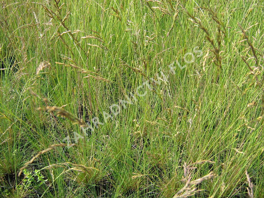 Paličkovec šedavý - Corynephorus canescens