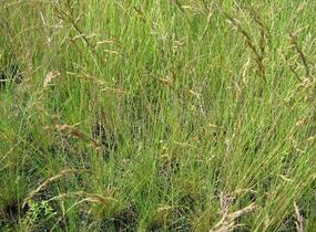 Paličkovec šedavý - Corynephorus canescens
