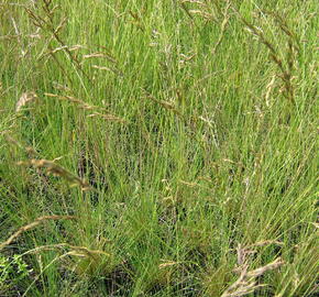 Paličkovec šedavý - Corynephorus canescens