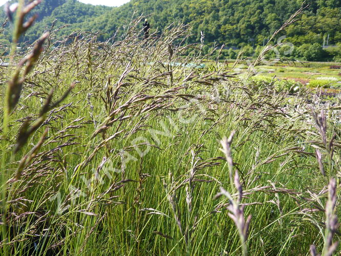 Paličkovec šedavý - Corynephorus canescens