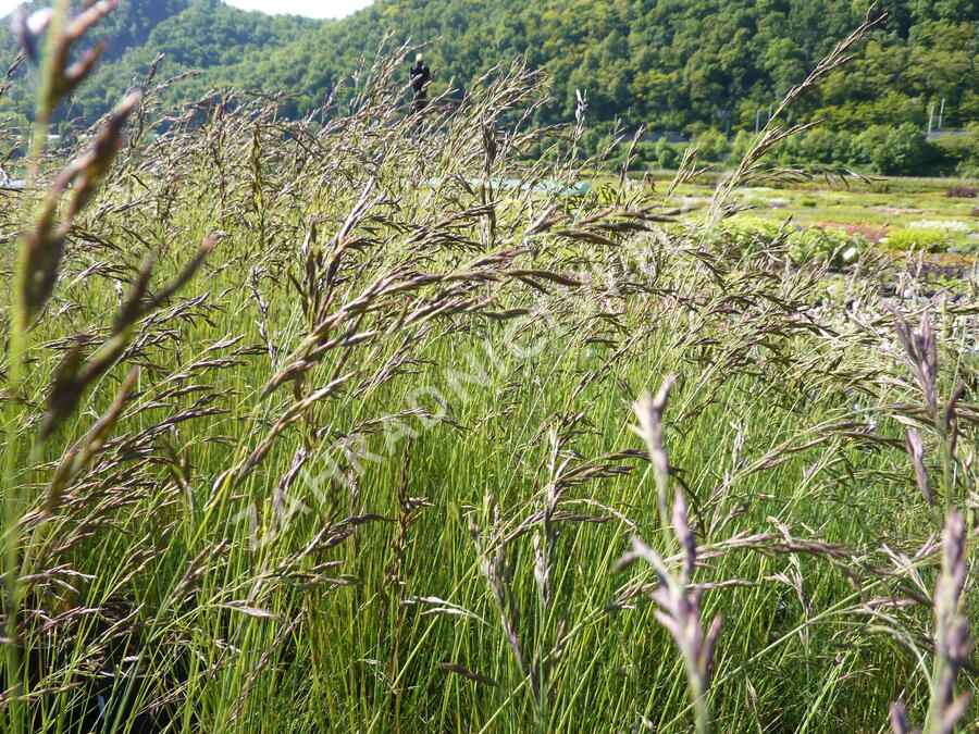 Paličkovec šedavý - Corynephorus canescens