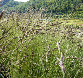 Paličkovec šedavý - Corynephorus canescens