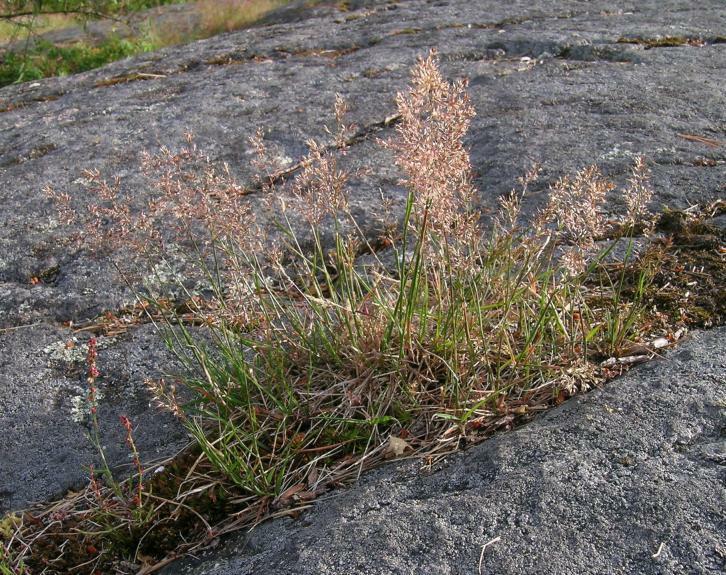 Paličkovec šedavý - Corynephorus canescens