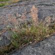 Paličkovec šedavý - Corynephorus canescens
