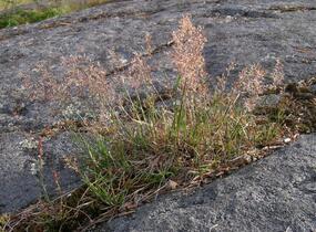 Paličkovec šedavý - Corynephorus canescens
