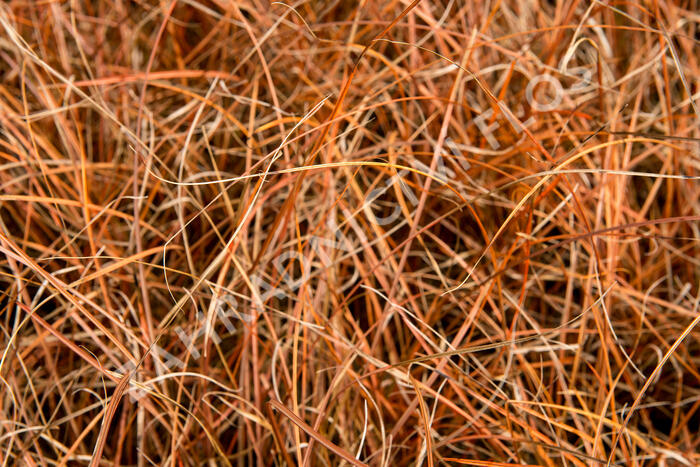 Ostřice - Carex tenuiculmis
