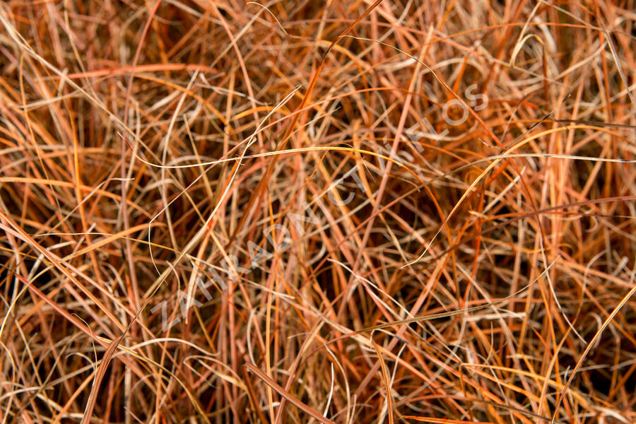 Ostřice - Carex tenuiculmis