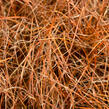 Ostřice - Carex tenuiculmis