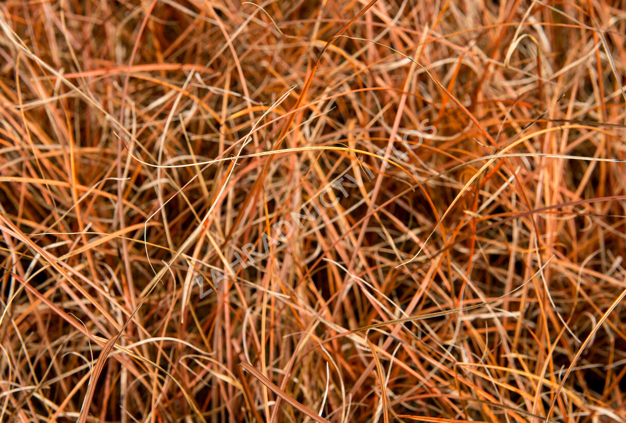 Ostřice - Carex tenuiculmis