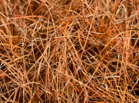 Ostřice - Carex tenuiculmis