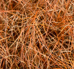 Ostřice - Carex tenuiculmis