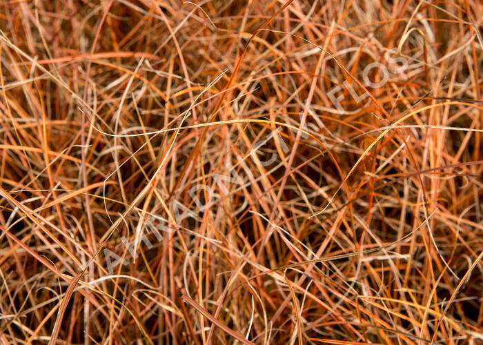 Ostřice - Carex tenuiculmis