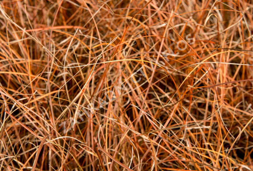 Ostřice - Carex tenuiculmis