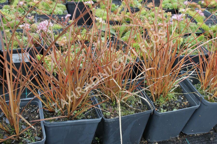 Ostřice - Carex tenuiculmis