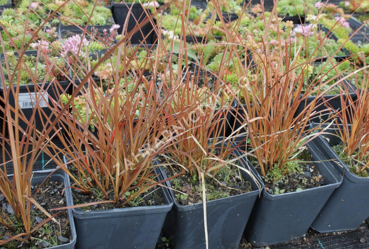 Ostřice - Carex tenuiculmis