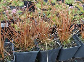 Ostřice - Carex tenuiculmis