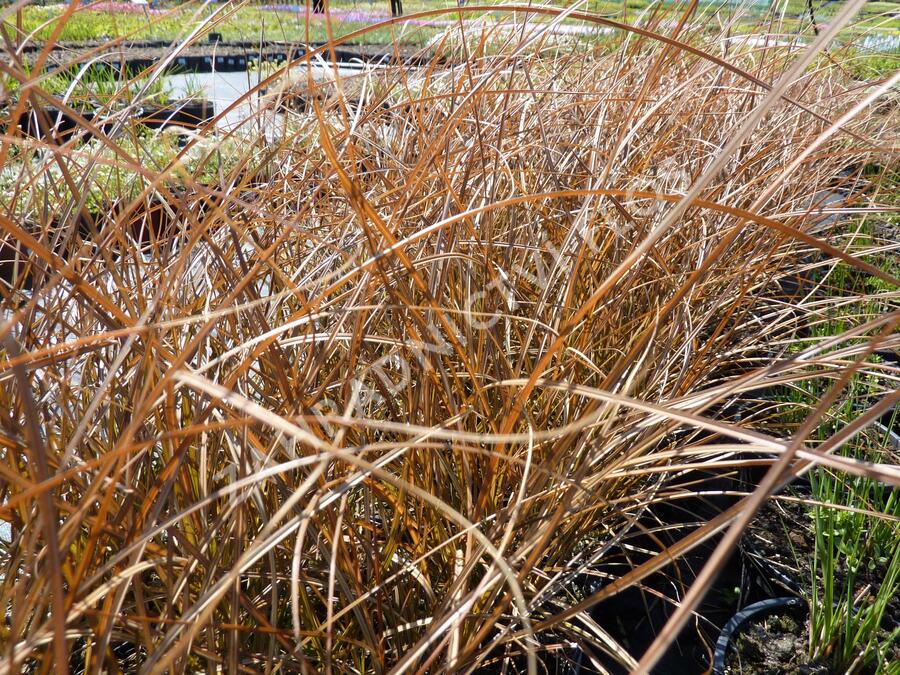 Ostřice - Carex tenuiculmis