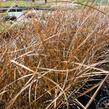 Ostřice - Carex tenuiculmis