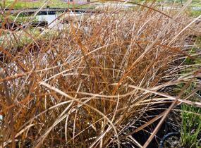 Ostřice - Carex tenuiculmis