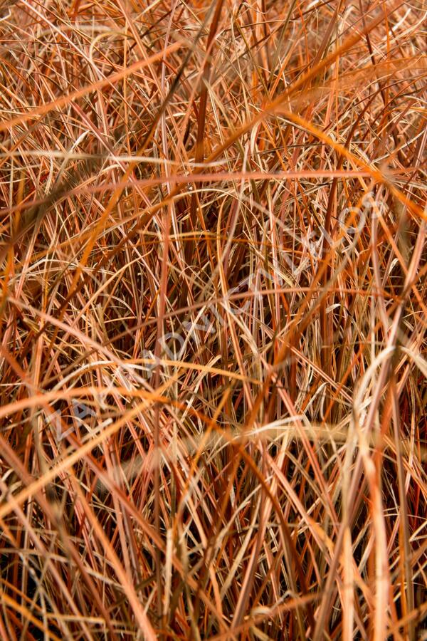 Ostřice - Carex tenuiculmis