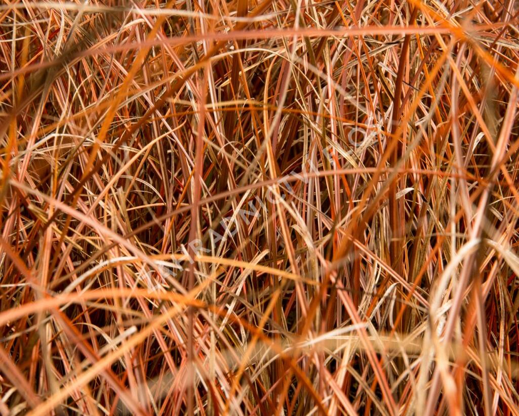 Ostřice - Carex tenuiculmis