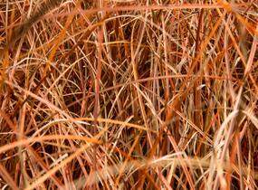 Ostřice - Carex tenuiculmis