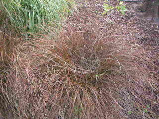 Ostřice - Carex tenuiculmis