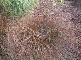 Ostřice - Carex tenuiculmis