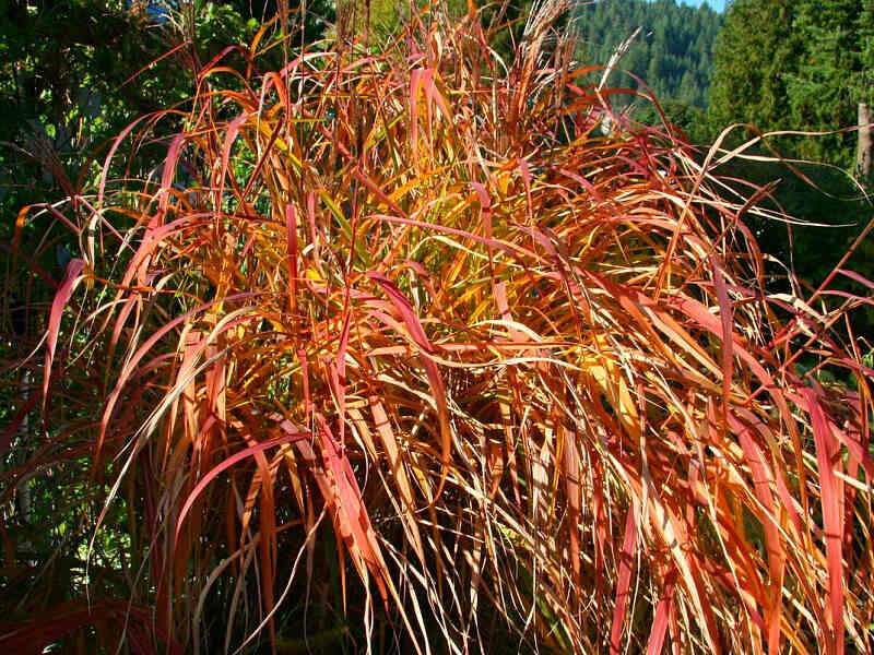 Ozdobnice čínská 'Purpurescens' - Miscanthus sinensis 'Purpurescens'