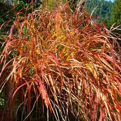 Ozdobnice čínská 'Purpurescens' - Miscanthus sinensis 'Purpurescens'