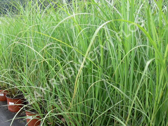 Ozdobnice čínská 'Goliath' - Miscanthus sinensis 'Goliath'