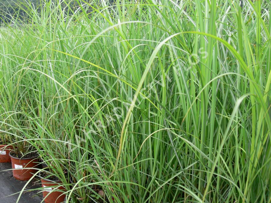 Ozdobnice čínská 'Goliath' - Miscanthus sinensis 'Goliath'