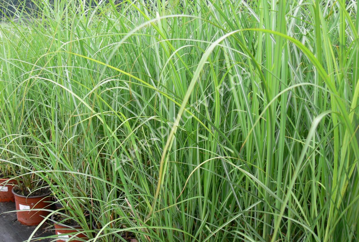 Ozdobnice čínská 'Goliath' - Miscanthus sinensis 'Goliath'