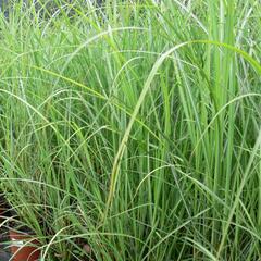 Ozdobnice čínská 'Goliath' - Miscanthus sinensis 'Goliath'