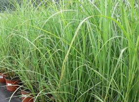 Ozdobnice čínská 'Goliath' - Miscanthus sinensis 'Goliath'