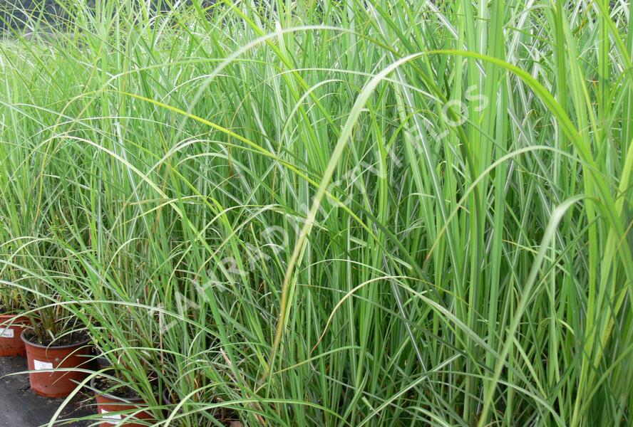Ozdobnice čínská 'Goliath' - Miscanthus sinensis 'Goliath'