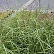 Ozdobnice čínská 'Goliath' - Miscanthus sinensis 'Goliath'