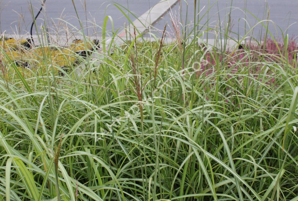 Ozdobnice čínská 'Goliath' - Miscanthus sinensis 'Goliath'