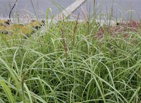 Ozdobnice čínská 'Goliath' - Miscanthus sinensis 'Goliath'