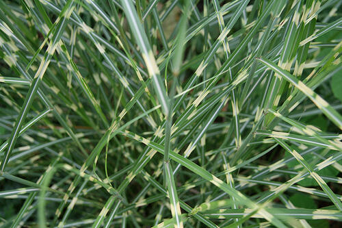 Ozdobnice čínská 'Little Zebra' - Miscanthus sinensis 'Little Zebra'