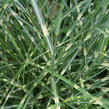 Ozdobnice čínská 'Little Zebra' - Miscanthus sinensis 'Little Zebra'