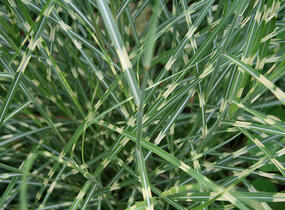 Ozdobnice čínská 'Little Zebra' - Miscanthus sinensis 'Little Zebra'