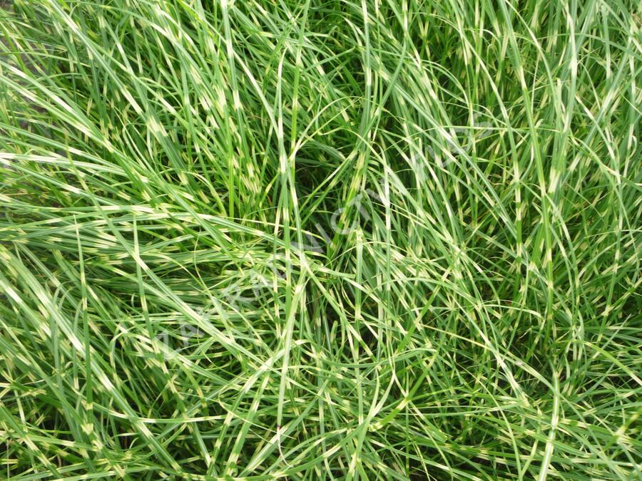 Ozdobnice čínská 'Little Zebra' - Miscanthus sinensis 'Little Zebra'