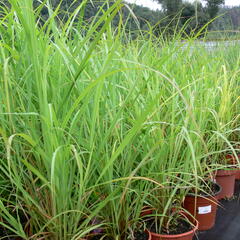 Ozdobnice čínská 'David' - Miscanthus sinensis 'David'