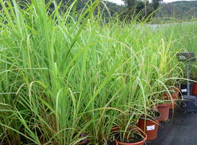 Ozdobnice čínská 'David' - Miscanthus sinensis 'David'