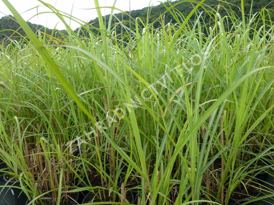 Ozdobnice čínská 'David' - Miscanthus sinensis 'David'