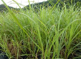 Ozdobnice čínská 'David' - Miscanthus sinensis 'David'